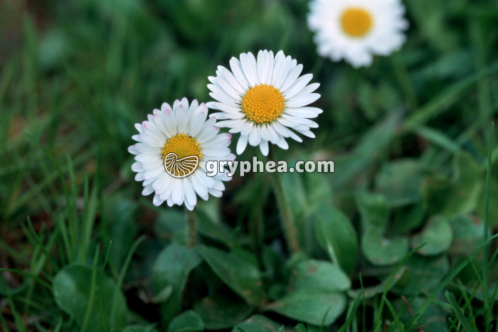 Pâquerettes (Bellis perennis) - fleurs épanouies - gryphea.com
